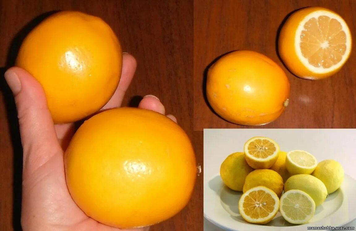 Как выглядит настоящий лимон Lemon-like hybrids Citrus ID