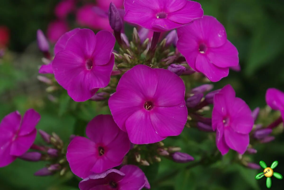 Флокс мсм. Флокс метельчатый аметист. флокс метельчатый amethyst. флокс phlox amethyst. флокс любимец гаганова.