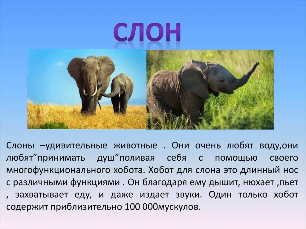 Слон какой звук. Звук слона. слоны удивительные животные. слон удивительные животные.они очень любят воду. хобот слона.