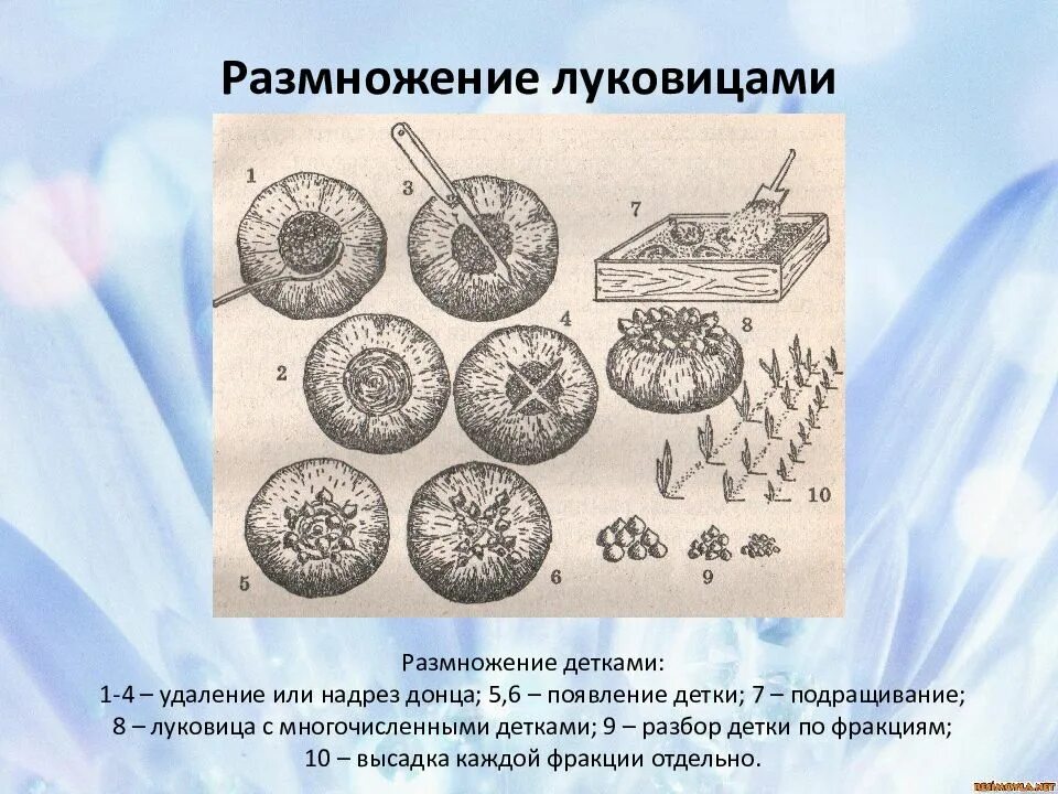 Вегетативное размножение с помощью луковиц. Размножение луковицами. Вегетативное размножение луковицами. Как растения размножаются луковицами. Способы вегетативного размножения луковицами.