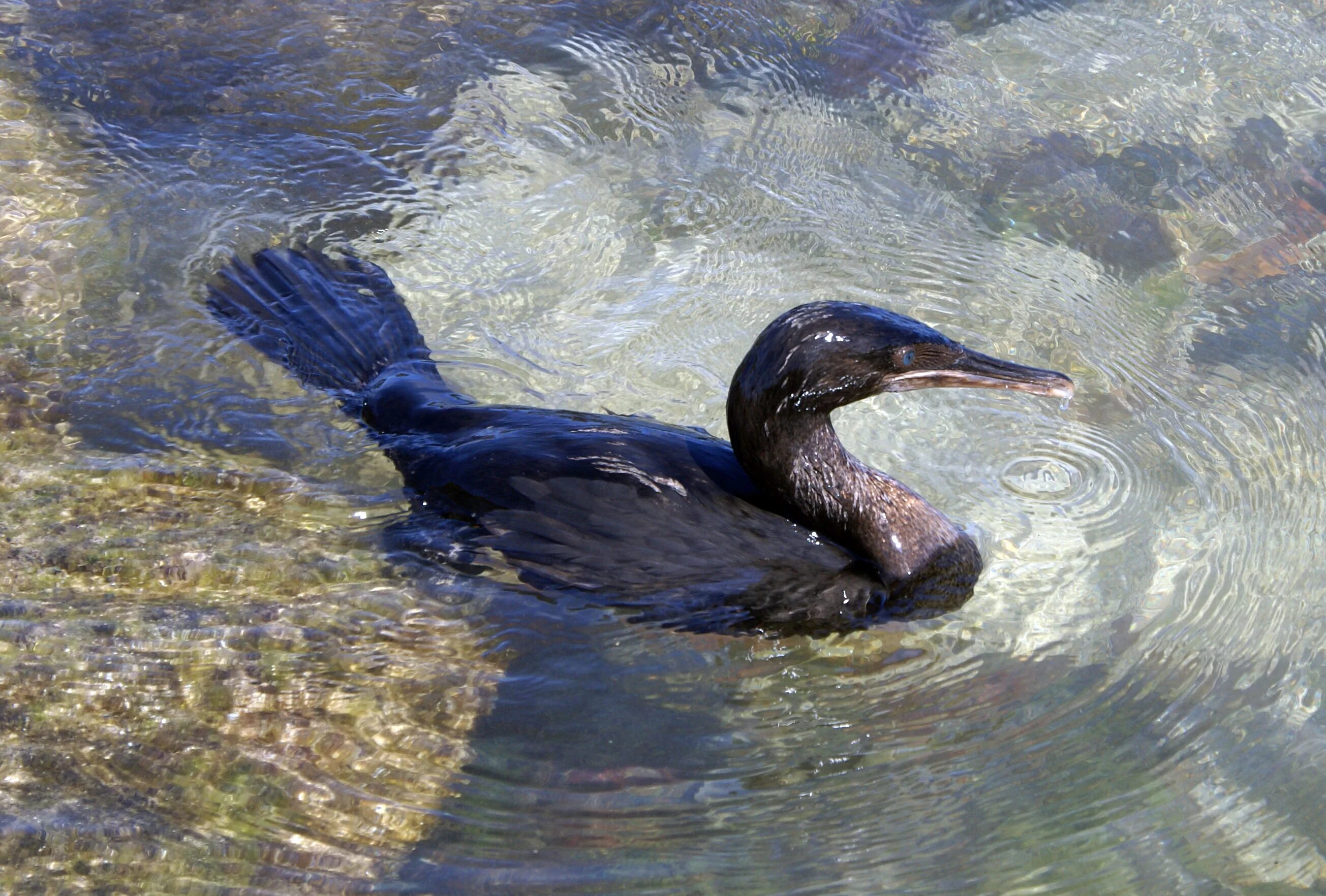 Галапагосский нелетающий Баклан. Бескрылый Баклан. Голополоский нелетаюший Боклан. Нелетающая водоплавающая птица Галапагосский Баклан.