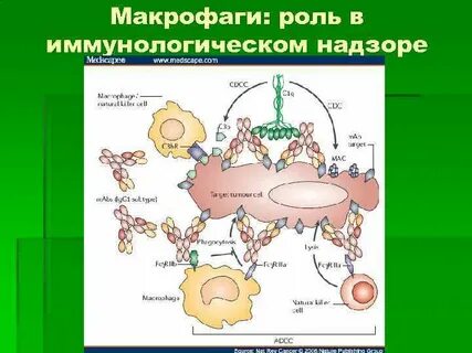 Противоопухолевый иммунный ответ