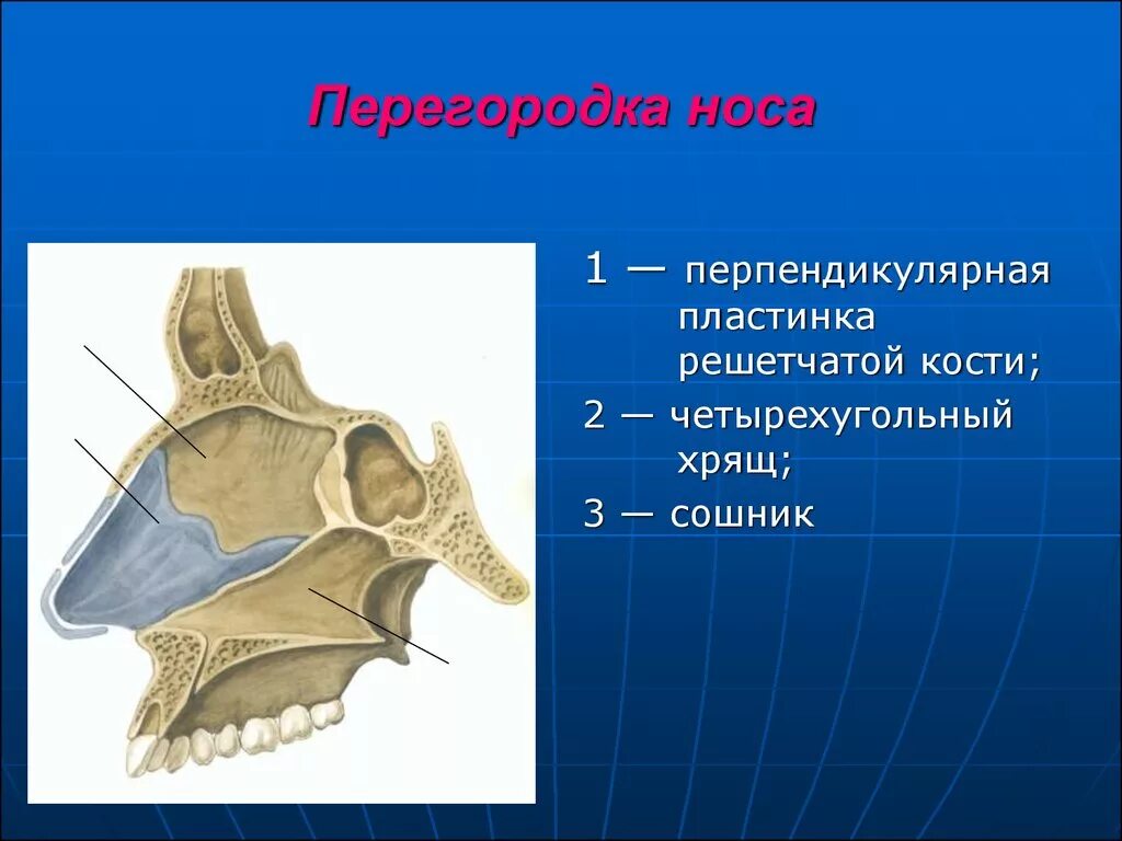 Сошник кость. Костная перегородка полости носа анатомия. Сошник носовой перегородки. Носовая полость строение кости. Решетчатая кость перпендикулярная пластинка.