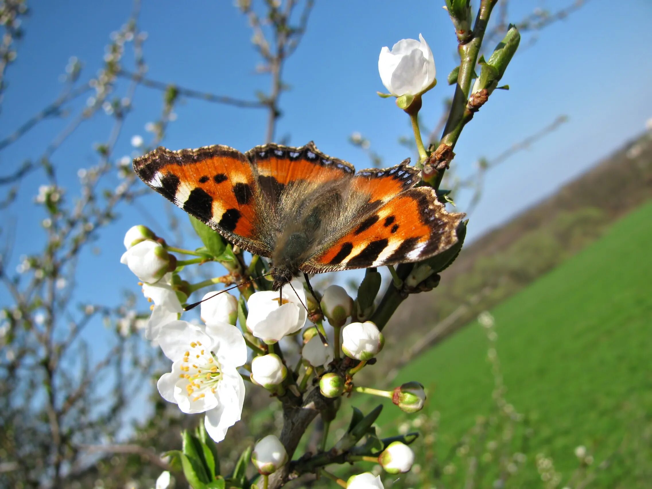 Насекомые весной. Весенние бабочки. Весеннее Пробуждение насекомых. Увидеть бабочку весной