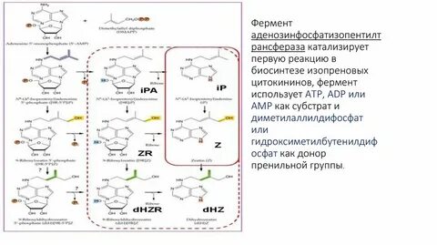 Один фермент катализирует несколько разных реакций
