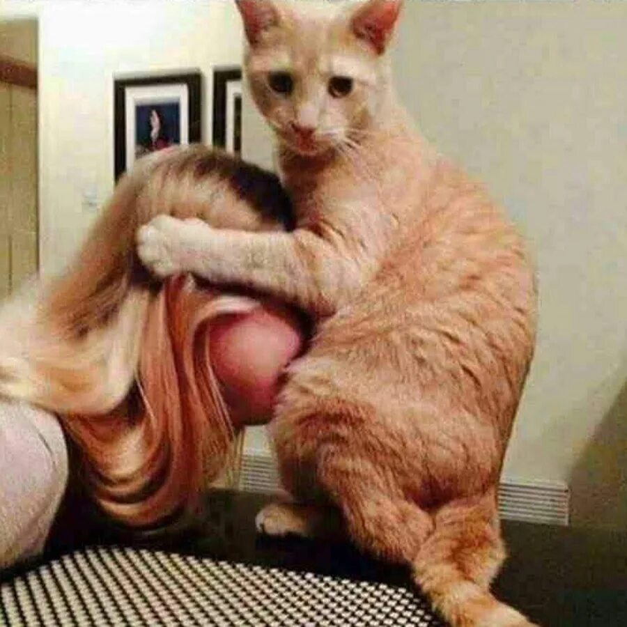Это не тунец мем с котом Котэ Пикабу