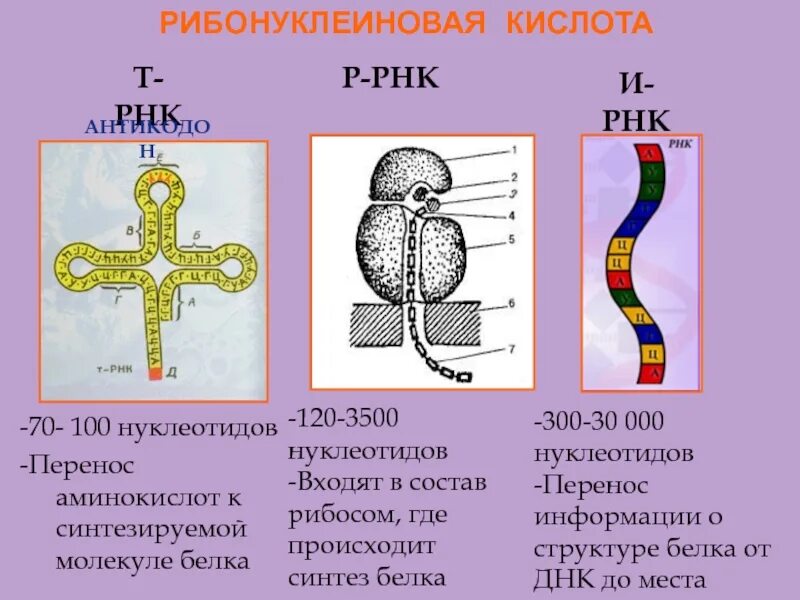 Рибосомную РНК структура и функции. Строение и функции МРНК, ТРНК, РРНК. Структура ИРНК ТРНК РРНК. Строение молекул ИРНК ТРНК РРНК.