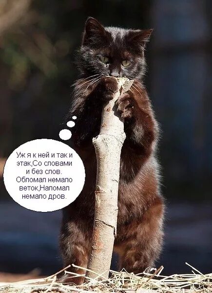 Песня обломал немало веток наломал немало дров. Обломал немало веток наломал немало. Ну и наломали дров. Дрова приколы. На траве дрова.