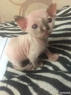 Котята сфинкса 2 месяца