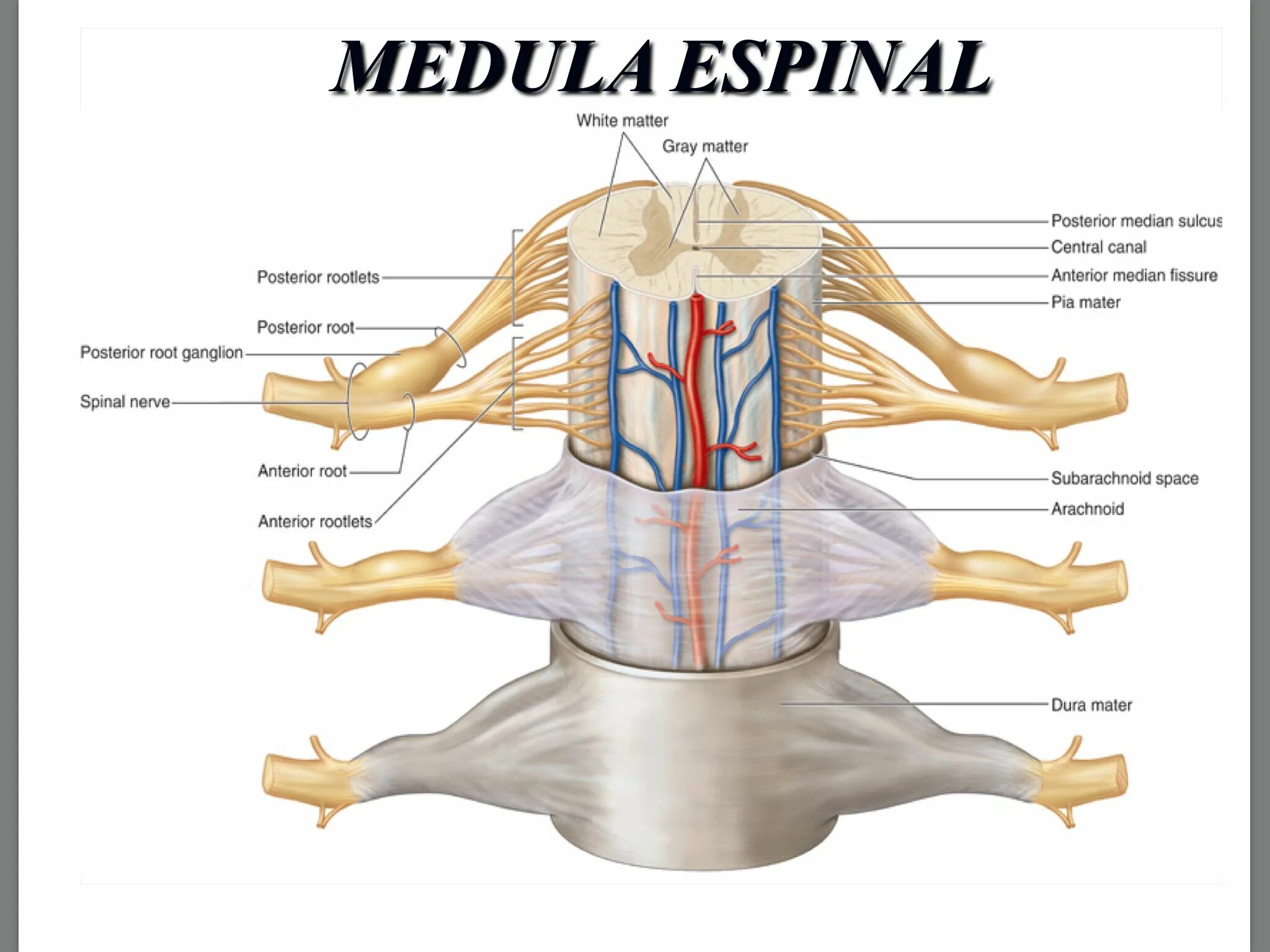 Спинной нервный ганглий. Спинной мозг спинномозговой нерв. Ганглии Корешков спинного мозга. Строение спинного мозга спинномозговой ганглий. Сегменты, передние и задние корешки, спинномозговые нервы..