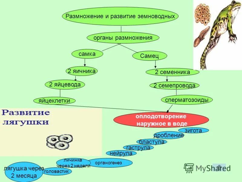 Размножение происходит в воде. Схема развития земноводных. размножение земноводных схема. цикл развития земноводных схема. земноводные размножение и развитие.