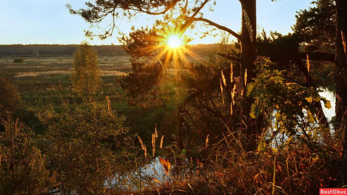 солнечный сосновый бор. лес в утренней дымке. мир наполнен запахом сосны солнцем. мир наполнен запахом сосны солнцем. р.