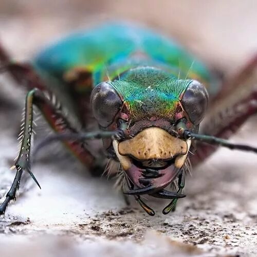 Скакун полевой Cicindela Campestris. Жужелица скакун. Жужилка Жук. Скакун межняк.