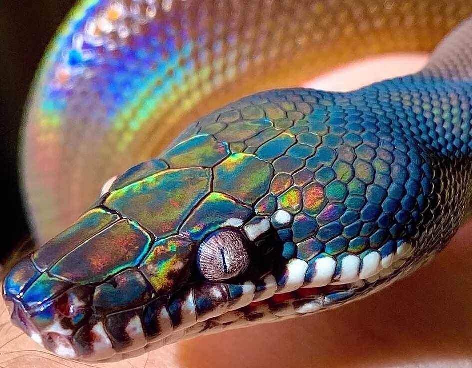 белогубый полоз. год змеи 2025. зелёная мамба и чёрная мамба. какой цвет любит змея 2025. какой цвет любит змея 2025.