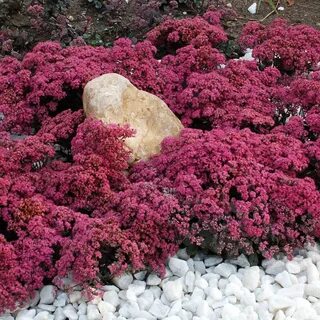 Седумы сорта и виды