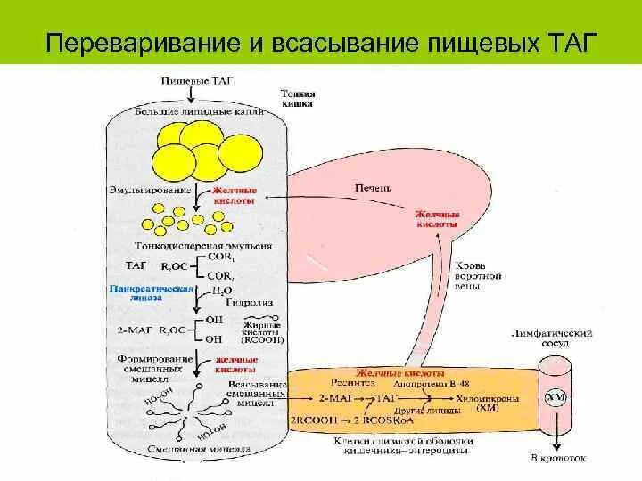 Жирные кислоты в печени. Усвоение жирных кислот. Переваривание и всасывание жиров схема. Переваривание и всасывание таг. Переваривание липидов в печени.