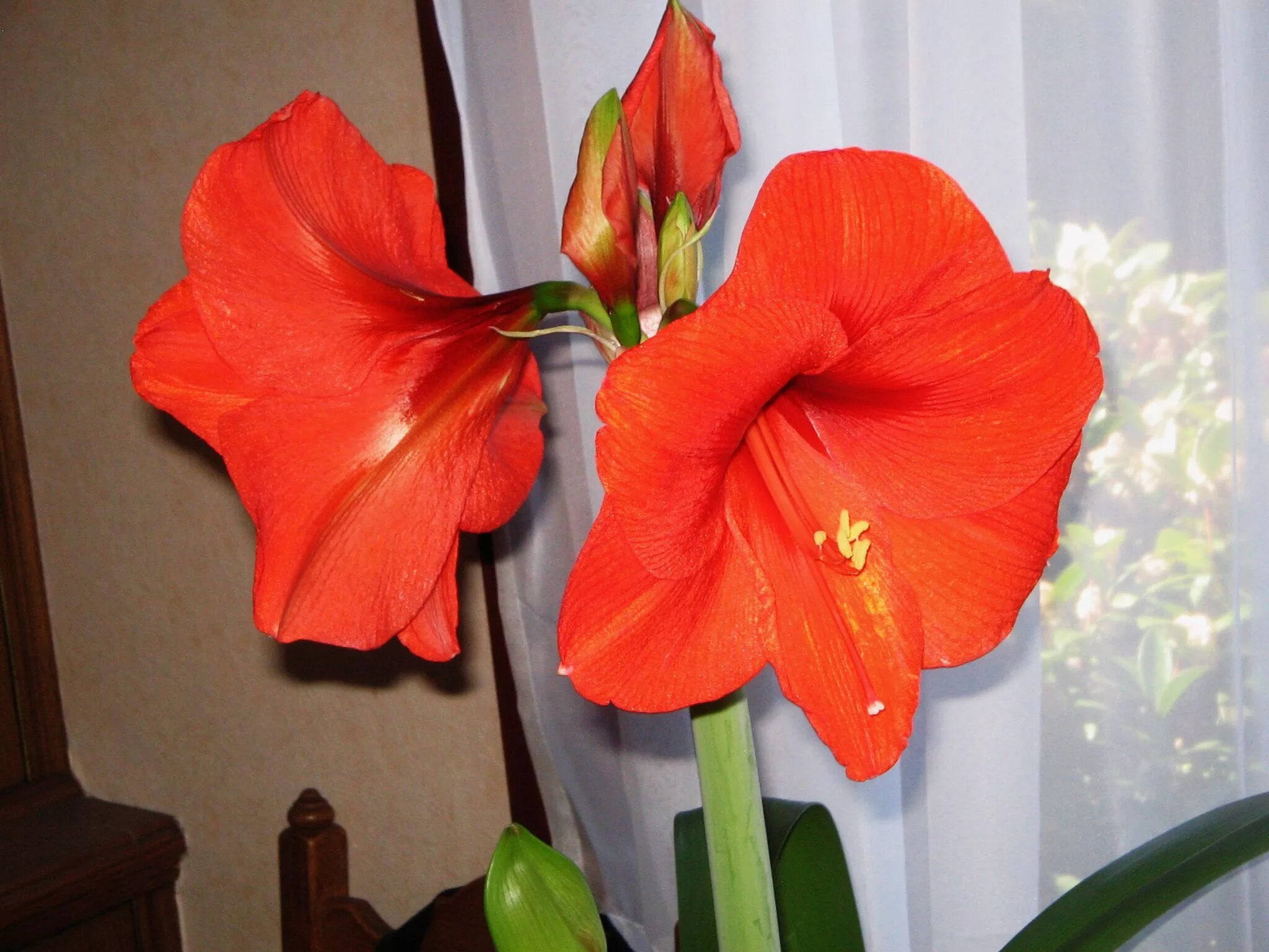 Гиппеаструм. Цветок. Гиппеаструм. Гиппеаструм амариллис оранжевый. Гиппеаструм красный.