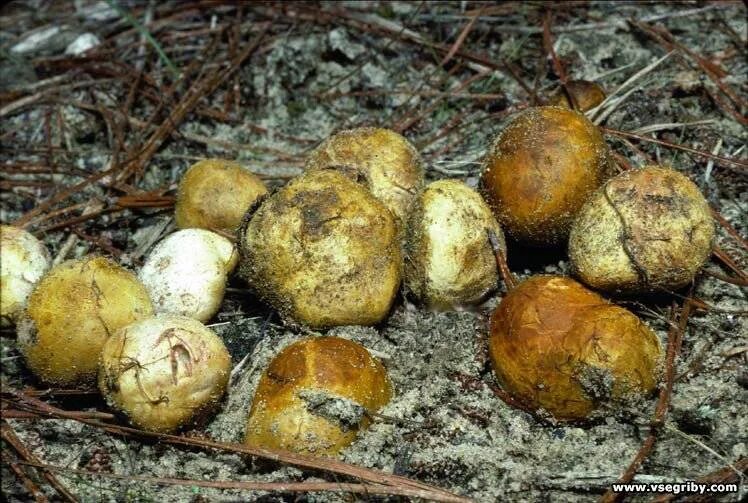 Шампиньоны в лесу. Гриб под землей как называется. Шампиньон двукольцевой. Шампеньен навозный. Шампиньоны которые растут под землей.