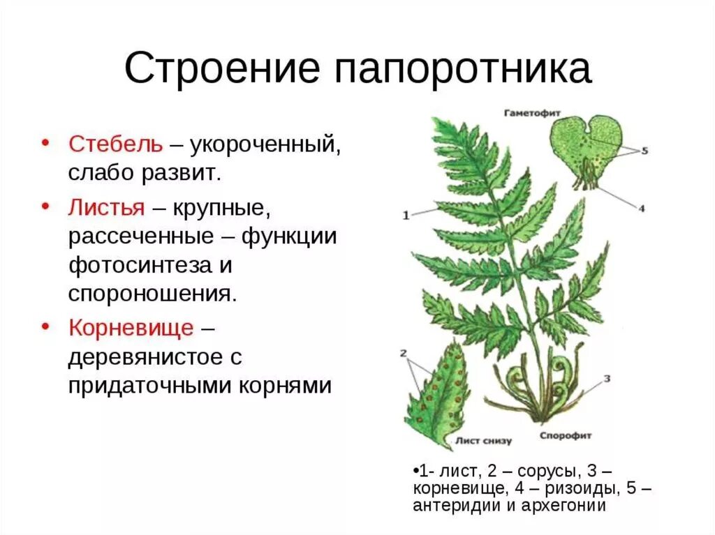 Спорофиты папоротникообразных. Строение листьев папоротника. Строение черешка папоротника. Корневище папоротника орляка. Внешнее строение папоротниковидных растений.