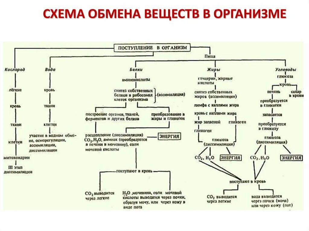 Синтез белка из жира. Схема метаболизма белков биохимия. Схема метаболизма углеводов биохимия. Общая схема метаболизма биохимия. Метаболизм белков жиров углеводов схема.