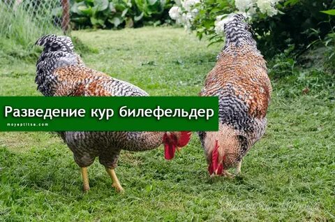 Куры билефельдер фото и описание отзывы