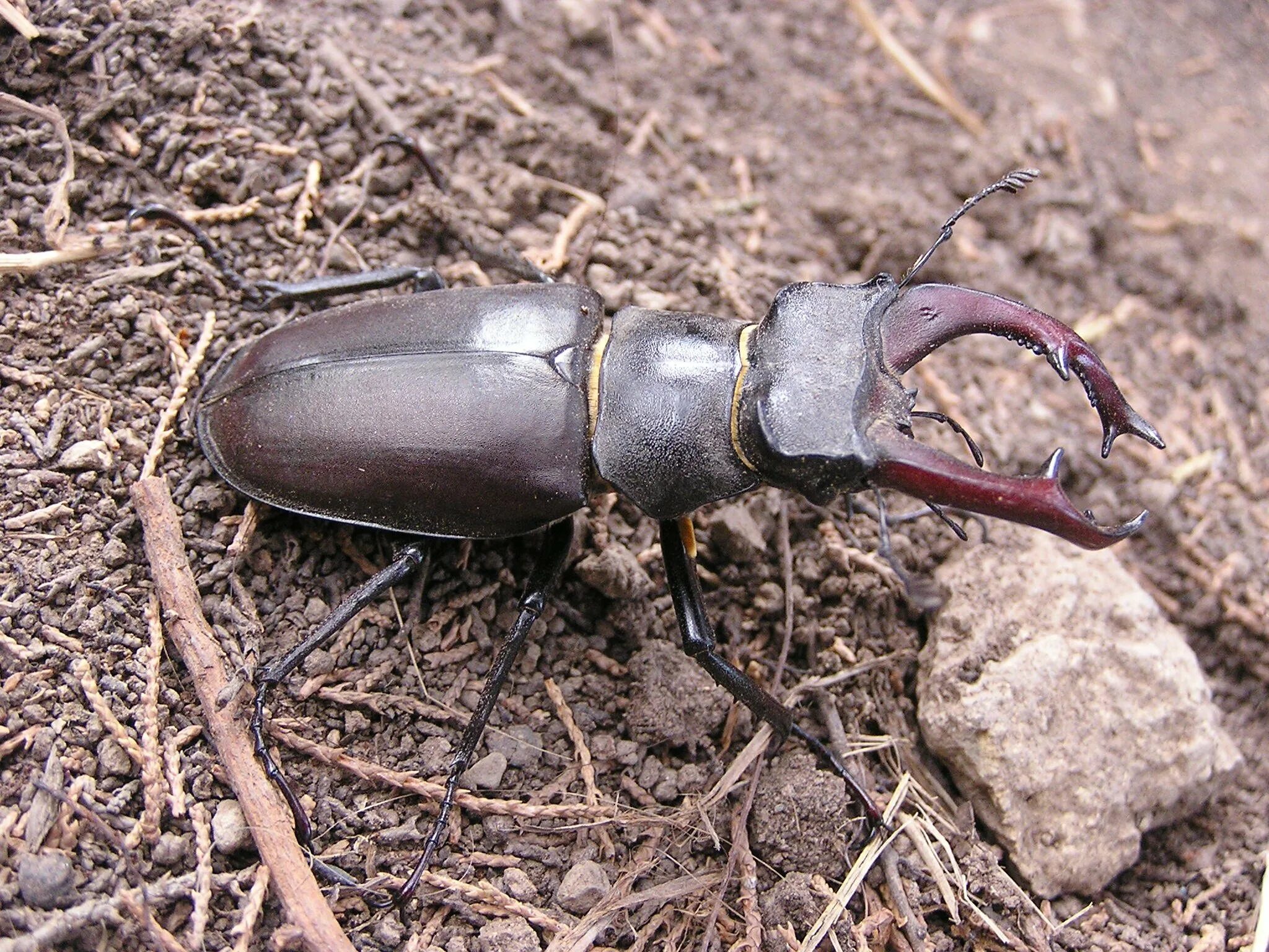 Жук Рогач и Жук олень. Жук-олень (Lucanus Cervus). Жук Рогач. Вильчаторогий Жук носорог.