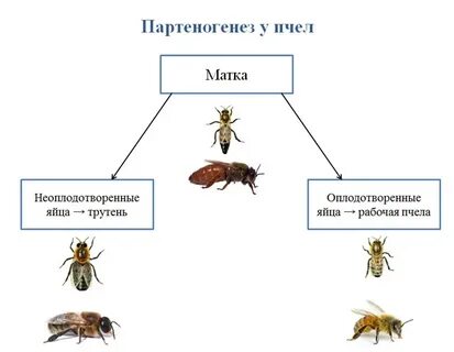 Развитие тли из неоплодотворенной яйцеклетки какое размножение