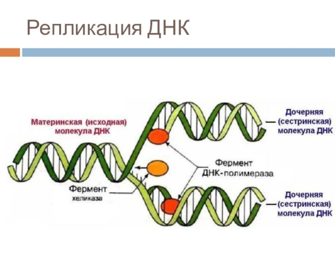 Спирализация молекулы. Схема репликации молекулы ДНК. Схема процесса репликации. Основные процессы репликации ДНК. Репликация биология схема.