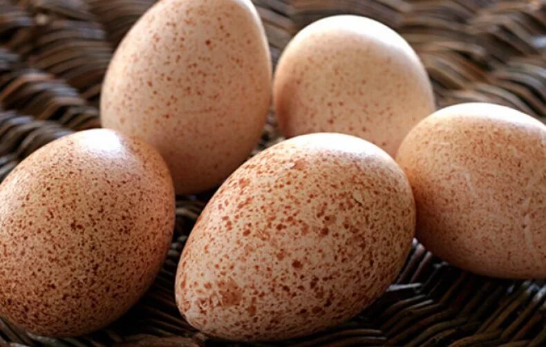 Купить индюшиные яйца для инкубатора. Яйца индюшки. Инкубационное яйцо. Куриные яйца в крапинку. Куриное и индюшиное яйцо.