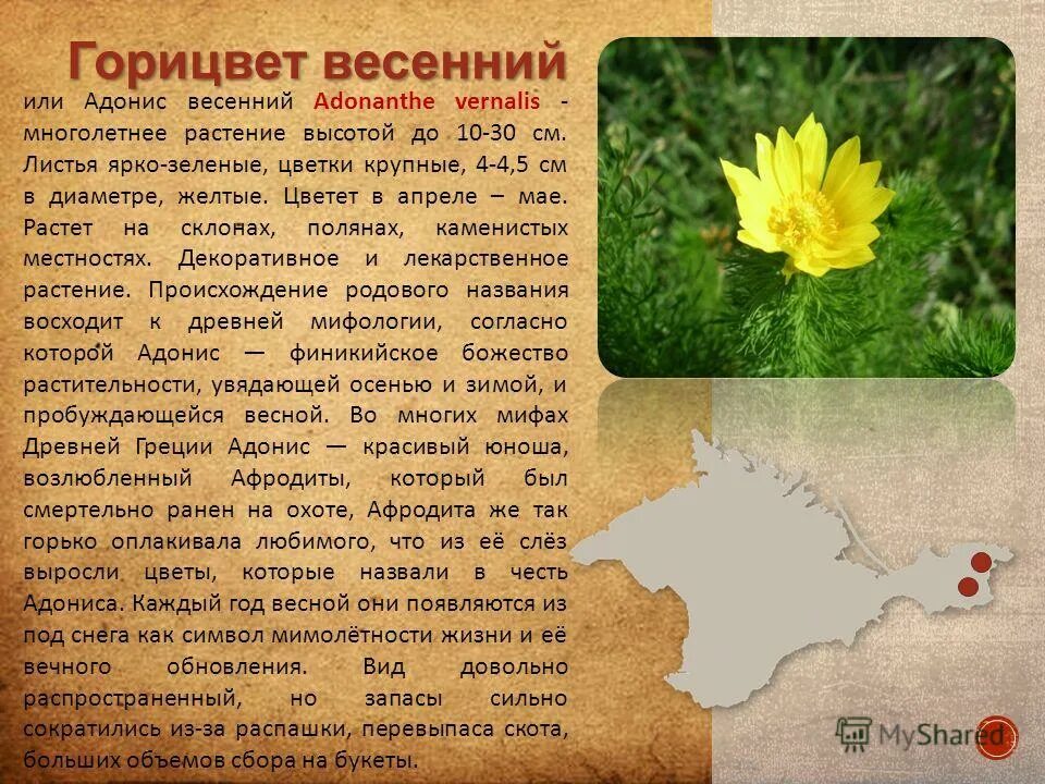 адонис весенний горицвет описание. адонис весенний описание. адонис горицвет красная книга. растения красной книги адонис весенний. адонис весенний.