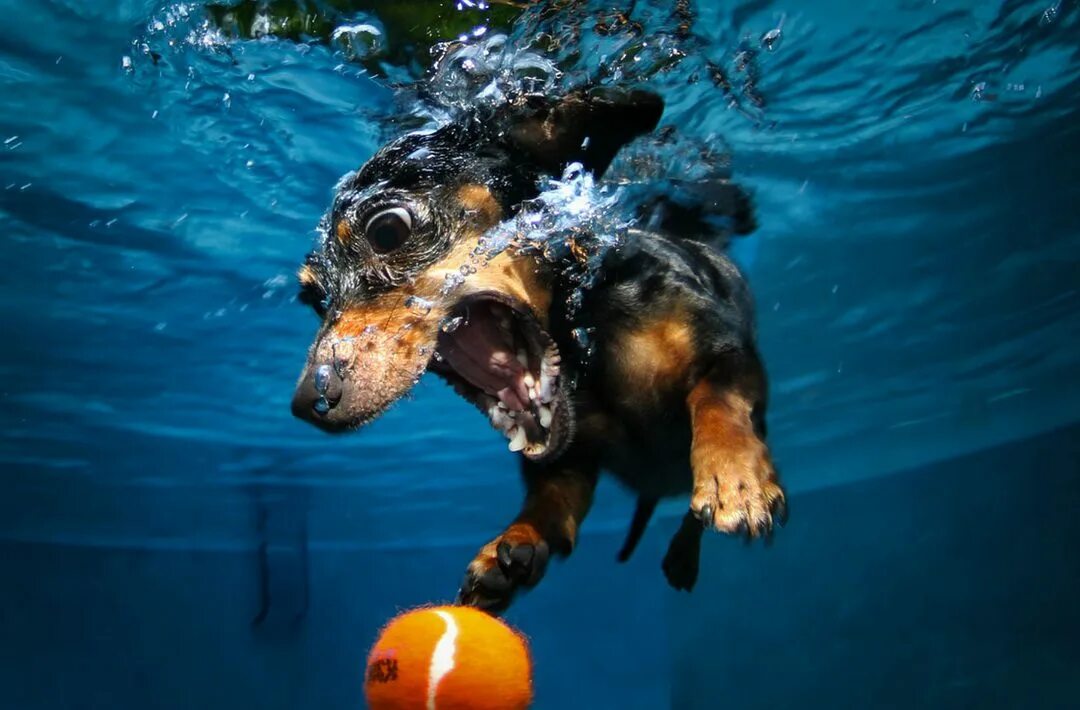 Собака прожить без воды. Фотограф сет Кастил. Собака плавает. Собака в воде. Собака плывет.