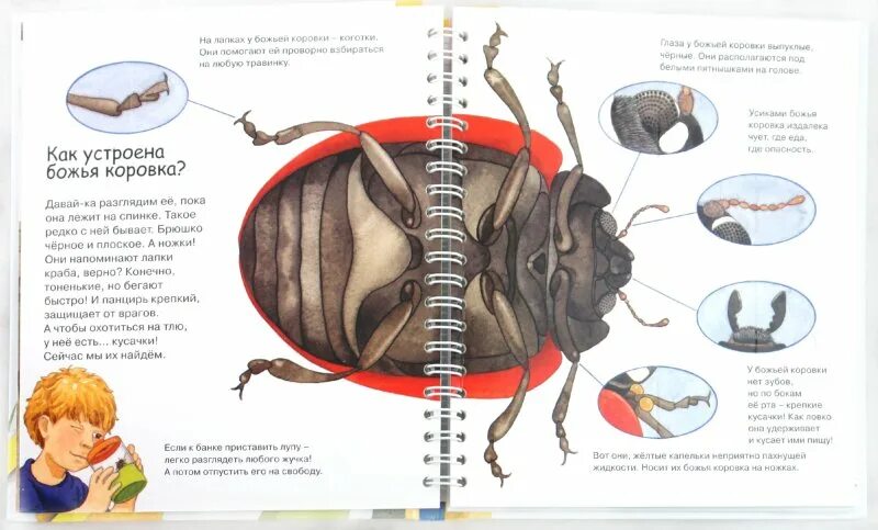 Органы божьей коровки. Строение Божьей коровки внутреннее строение. Строение Божьей коровки анатомия. Строение отделов тела Божьей коровки. Строение внутренних органов Божьей коровки.