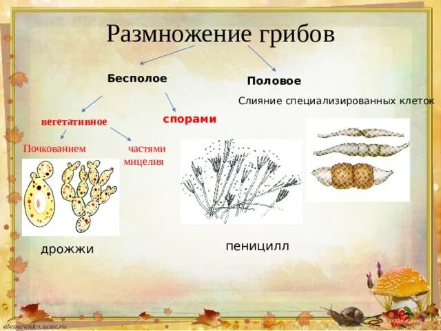 Бесполым способом может размножаться: найдено 72 изображений