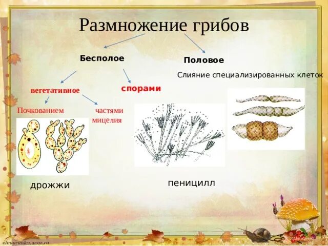 Споры полового размножения грибов. Размножение грибов схема 5 класс биология. Бесполое размножение грибов примеры. Схема способы размножения грибов. Размножение грибов спорами схема.