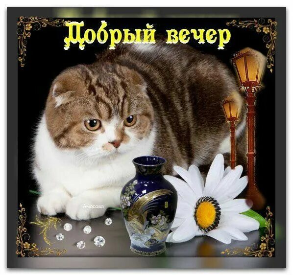 ● ♥ ๑ஐ ♥ КРАСИВЫЕ ОТКРЫТКИ .*● ♥ ๑ஐ ♥ Animals, Wellness programs, Good evening