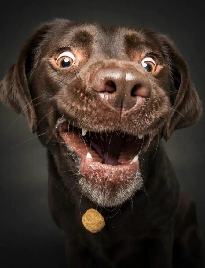 Можно собаку включить. Веселая собака. Забавные собаки. Собака с высунутым языком. Фото собаки с высунутым языком.