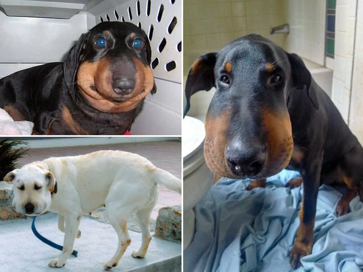 Бульдог отряхивается. Собаки потом. Сухая собака. Смешные мокрые собаки. Собаки потом.