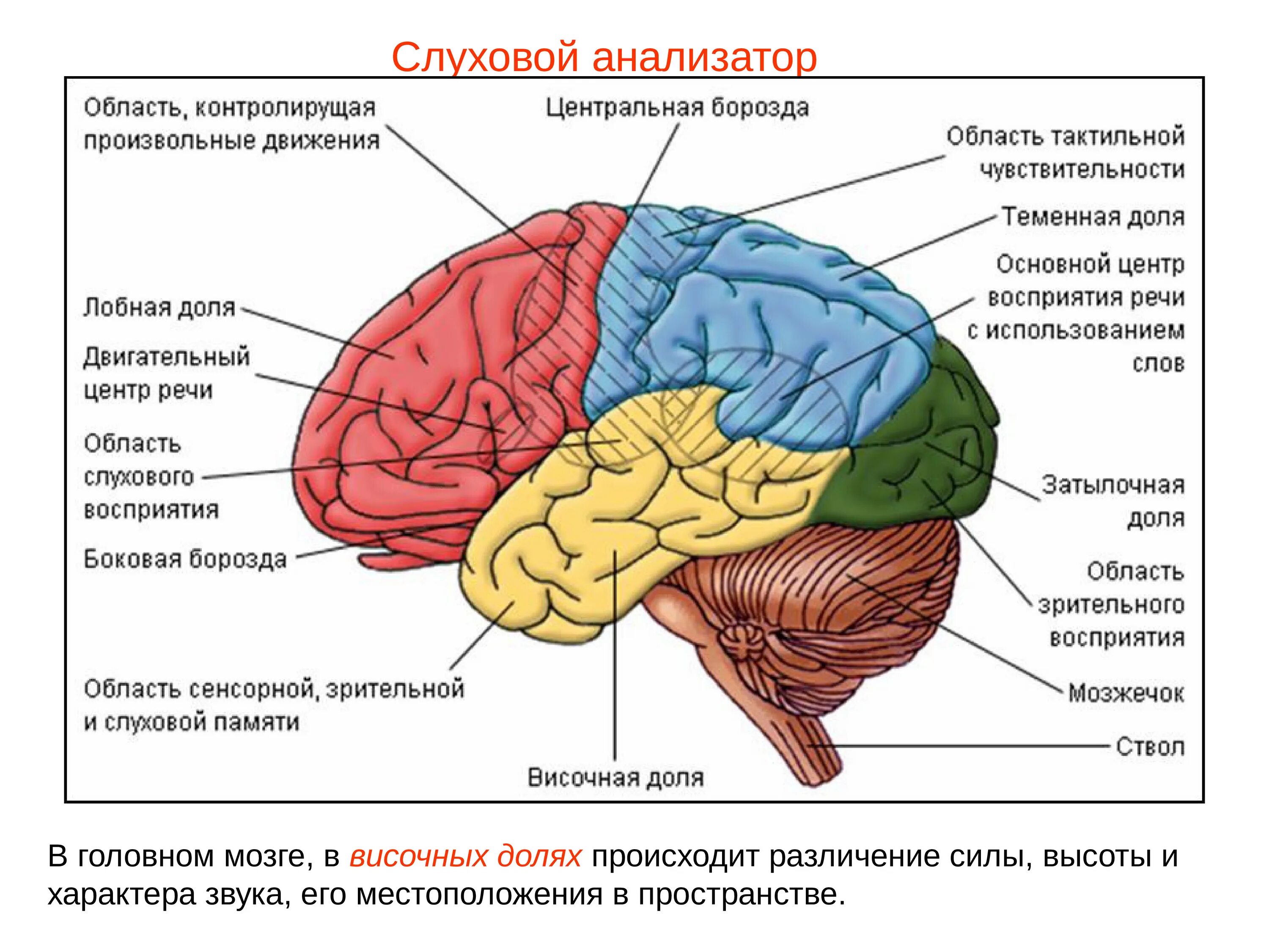 Центр чихания в мозге