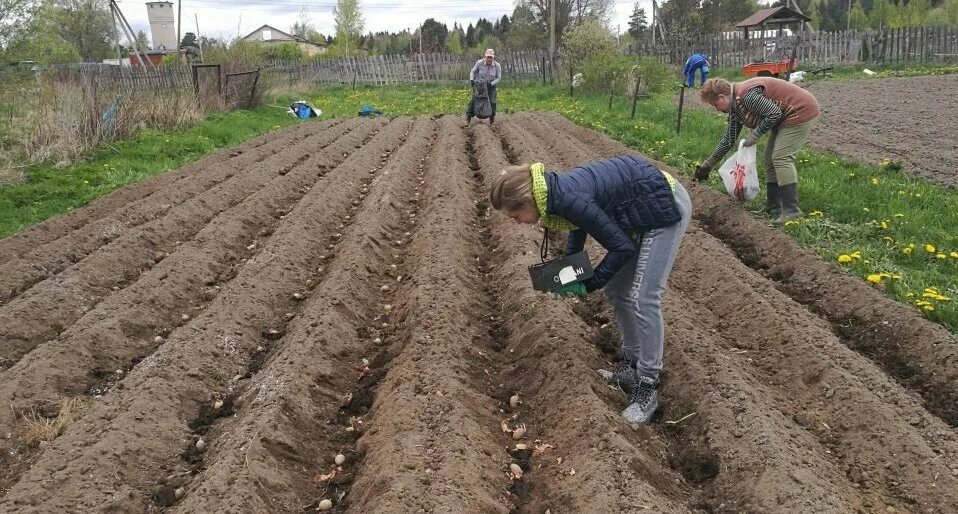 Сажать картошку. Посадка картошки. В огороде про картофель посадка. Посадка картошки на даче. Посадка картошки правильно