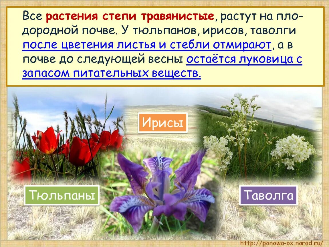 Где растет ирис природная зона. Растения степи. Травянистые растения степи. Растения Степной зоны. Степные растения России.