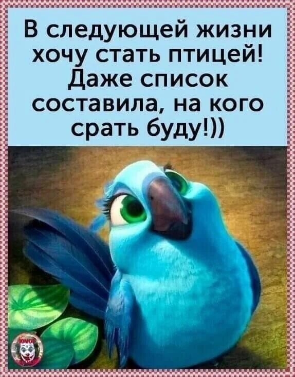 в следующей жизни. стати птицы. в следующей жизни хочу стать птицей. шутки про чаек. как хочется стать птицей.