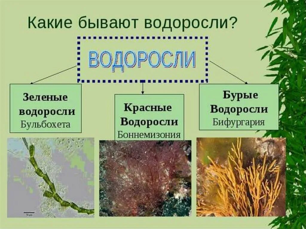 Водоросли названия. Типы водорослей. Разные виды водорослей и их названия. Видовое название водорослей.
