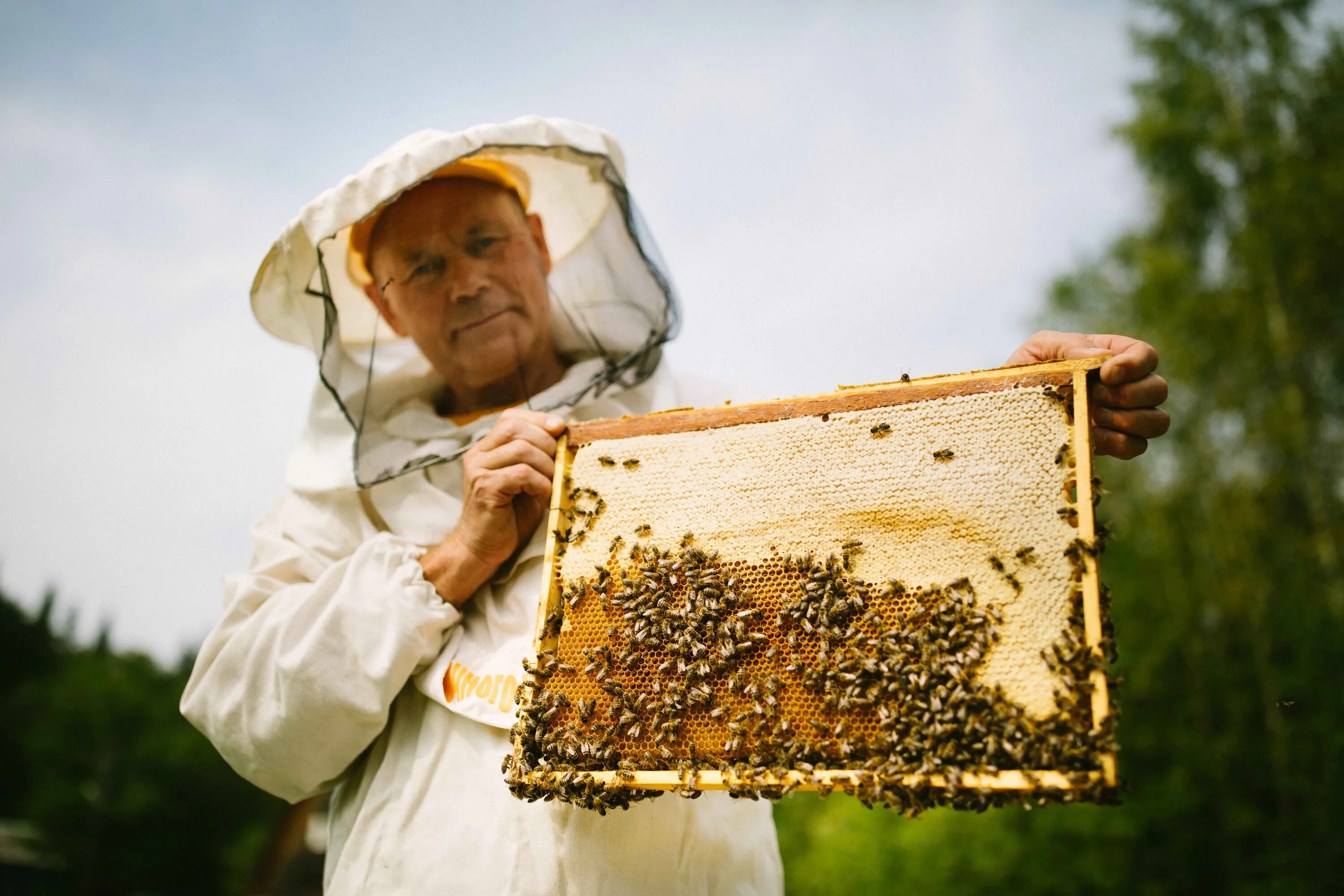 Пчеловод (Пасечник) профессия. Пчелы пасека. Пасеки России. Пчелы в сельском хозяйстве. Когда собирают мед