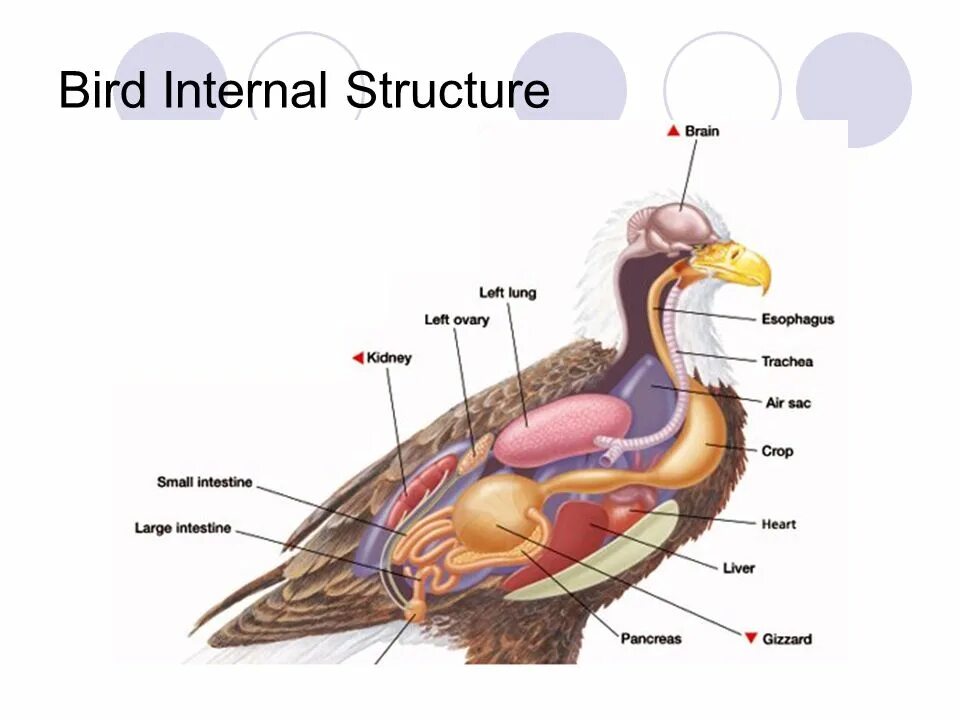 Internal structure. Анатомия птиц. Анатомия птицы Ветеринария. Анатомия селезня. Анатомия утки.