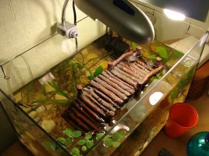 Для черепах своими руками