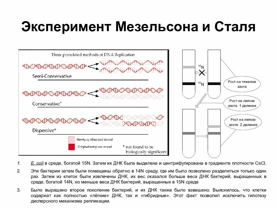 Опыт Мезельсона и Сталя. Эксперименты м Мезельсона и ф Сталя 1958. Полуконсервативная теория Мезельсона и Сталя. Опыт Мезельсона и Сталя репликация ДНК.