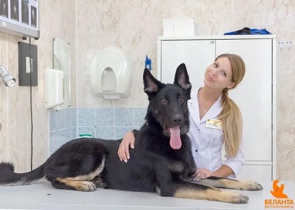 Бунакова беланта. Руки ветеринара. Беланта ветклиника. Belanta vet. Belanta vet.