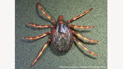 Hyalomma