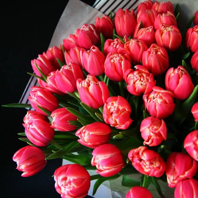 Фото тюльпанов красивые реальные. Пионовидные тюльпаны Коламбус. Пионообразные тюльпаны. Тюльпаны Коламбус букет. Тюльпан пионовидный красный.