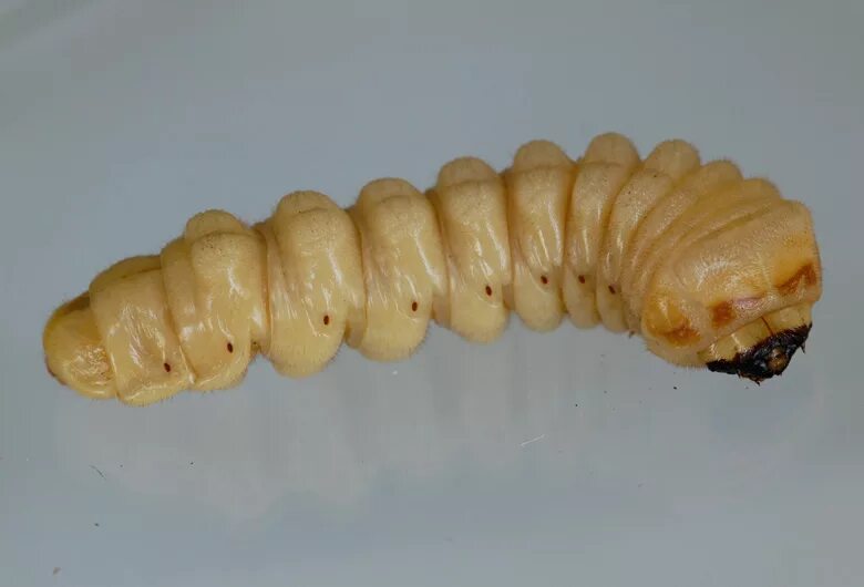 Личинка усача. Личинка усача. Личинка жука rhopalobrachium sp. Жук усач дровосек личинка. Личинка усача.